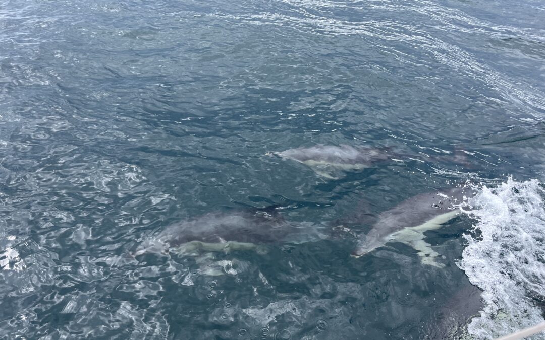 Mot sydligare vatten, och varning för orcas!