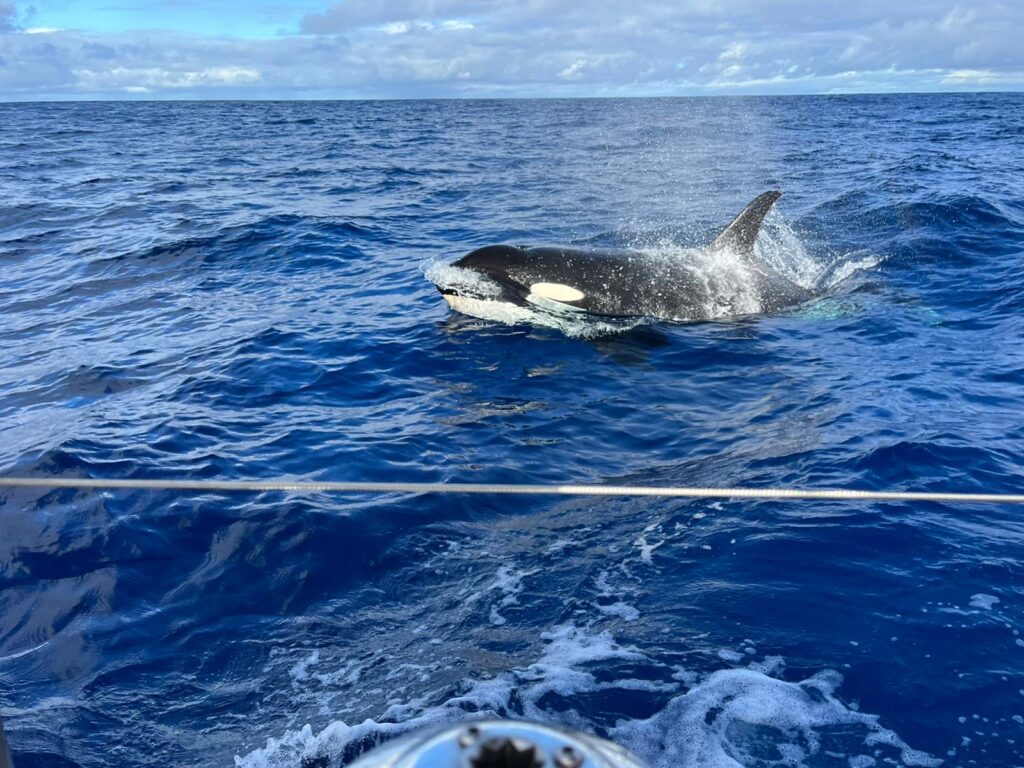 orca orca
